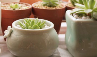 种植多肉需要陶粒吗 种多肉必须要陶粒吗