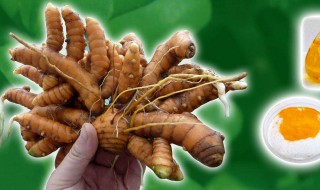 姜黄粉不能和什么一起吃（三种人不宜吃姜黄素）