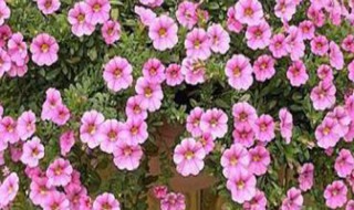 百万小铃几月扦插（百万小铃什么时候扦插）