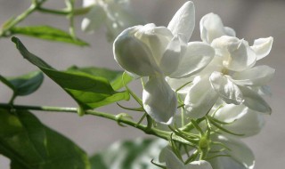 茉莉花的性味功效与作用 茉莉花 性味