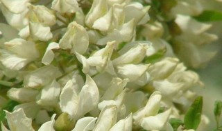 槐树花怎么吃的功效与作用 槐树花怎么吃的功效与作用图片