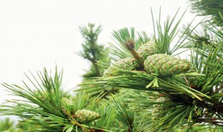 松树芽有什么作用 松树芽有什么作用和功效