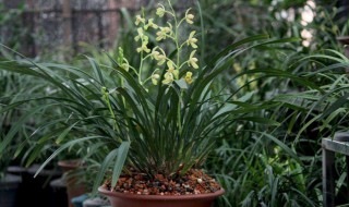 菜籽饼怎么浇兰花（菜籽饼怎么浇兰花好）