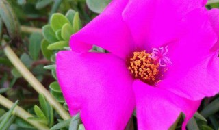 太阳花室内养能开花吗（太阳花适不适合室内）