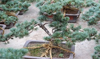 松树为什么四季常青（松树为什么四季常青 怎么回答）