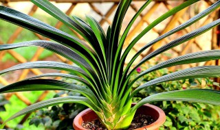 君子兰边上长侧瞄影响开花么 君子兰侧面鼓起是要开花吗