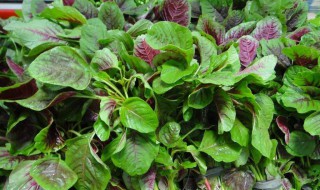 野生苋菜可不可以晒干了冬天吃 野生苋菜怎么晒干