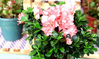 养玫瑰花注意事项 养玫瑰花注意事项和禁忌