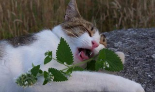 四个月的猫可以喂猫薄荷么（四个月的猫可以喂猫薄荷么吗）