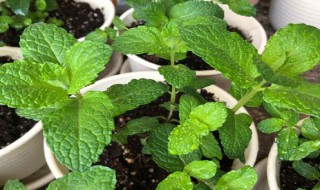 薄荷和留兰香都可以吃吗 薄荷和留兰香区别