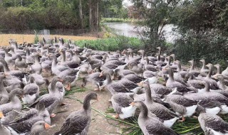 养鹅牧草品种（养鹅牧草种子哪种最好啊）