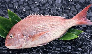 加吉鱼养殖和野生的区别 野生加吉鱼怎么分辨