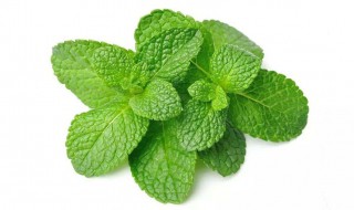 荷兰薄荷介绍（荷兰薄荷种植）