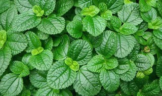 绿苏和薄荷是一种吗 绿苏是不是薄荷