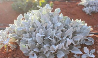 银叶菊怎么养 银叶菊怎么养鲜切花