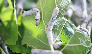 蚕在桑树上可以捉到吗（蚕养在桑树上）