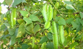 四角豆适合哪些地区种植（四角豆的种植时间和种植方法）