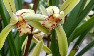 兰花长时间不开花是怎么回事 兰花几年都不开花要怎么办?