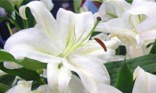 百合冬天种的什么时候会开花（百合冬天会开吗）