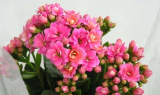 为什么家里养的长寿花为什么不开花(为什么家里养的长寿花为什么不开花呢)