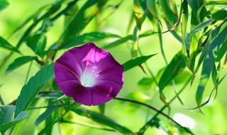 牵牛花在夏季的什么时候开花（牵牛花是夏天开放还是春天开放）