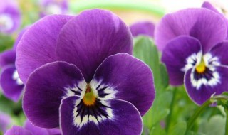 三色堇怎么才能开花（三色堇的开花过程）