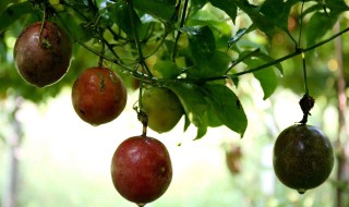 什么季节百香果才结果（百香果是什么季节种才能活）