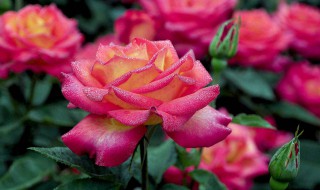 夏季月季花怎么养（夏季月季花如何养护）