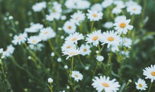 小雏菊哪个季节开 小雏菊哪个季节开花