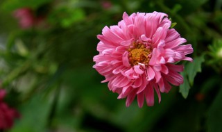 山菊花是什么季节开的 山菊什么时候开花