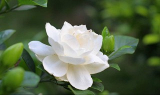 栀子花长在什么季节（栀子花长在什么季节开花）