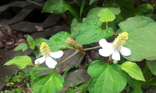 折耳根叶叶怎么吃(折耳根叶叶怎么吃效果好)