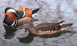 鸳鸯什么季节才找配偶 鸳鸯什么时候进行繁殖?