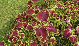 紫苏什么季节可以扦插 紫苏的扦插繁殖的季节