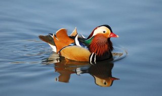 鸳鸯是什么季节出来的（鸳鸯是什么时候的鸟）