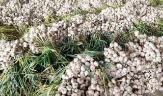 大蒜种植（大蒜种植时间和方法）