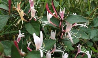 红白忍冬多久开花 红白忍冬花期