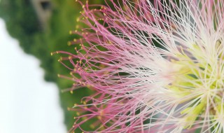马缨花有不开花的吗 马缨花有不开花的吗图片