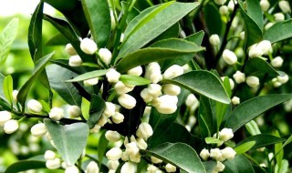 桔子开花怎样剪枝 桔子开花怎样剪枝好