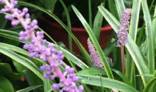 家里养的麦冬开花吗 家里养的麦冬开花吗图片