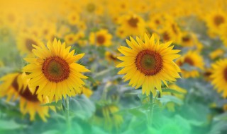 向日葵在夏天的几点开花(向日葵是在夏季开花吗)