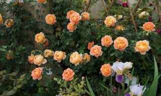 月季开花时能用尿素肥吗（月季开花时能用尿素肥吗视频）