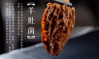 羊肚菌的作用与功效 羊肚菌的吃法和做法