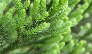 南洋杉什么季节换盆最好 南洋杉什么时间换盆