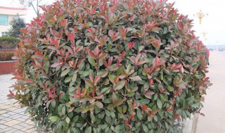 红叶石楠修剪口诀（红叶石楠剪枝最佳时间）