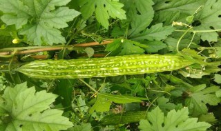 苦瓜籽要多少天发芽 苦瓜籽要多少天发芽出来