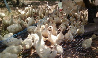 小鹅最佳生长温度是多少 小鹅生长最适合的温度是多少