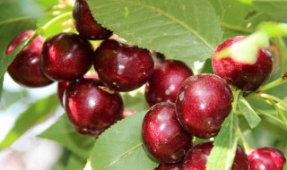 南方车厘子几月开花结果 南方车厘子便宜吗