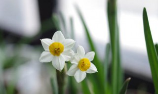 水仙花一般是第几天发芽第几天开花（水仙花是第几天发芽第几天开花的）