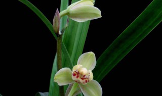 剑兰怎么养（剑兰怎么养才能开花）